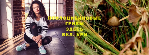 прущие грибы Алзамай